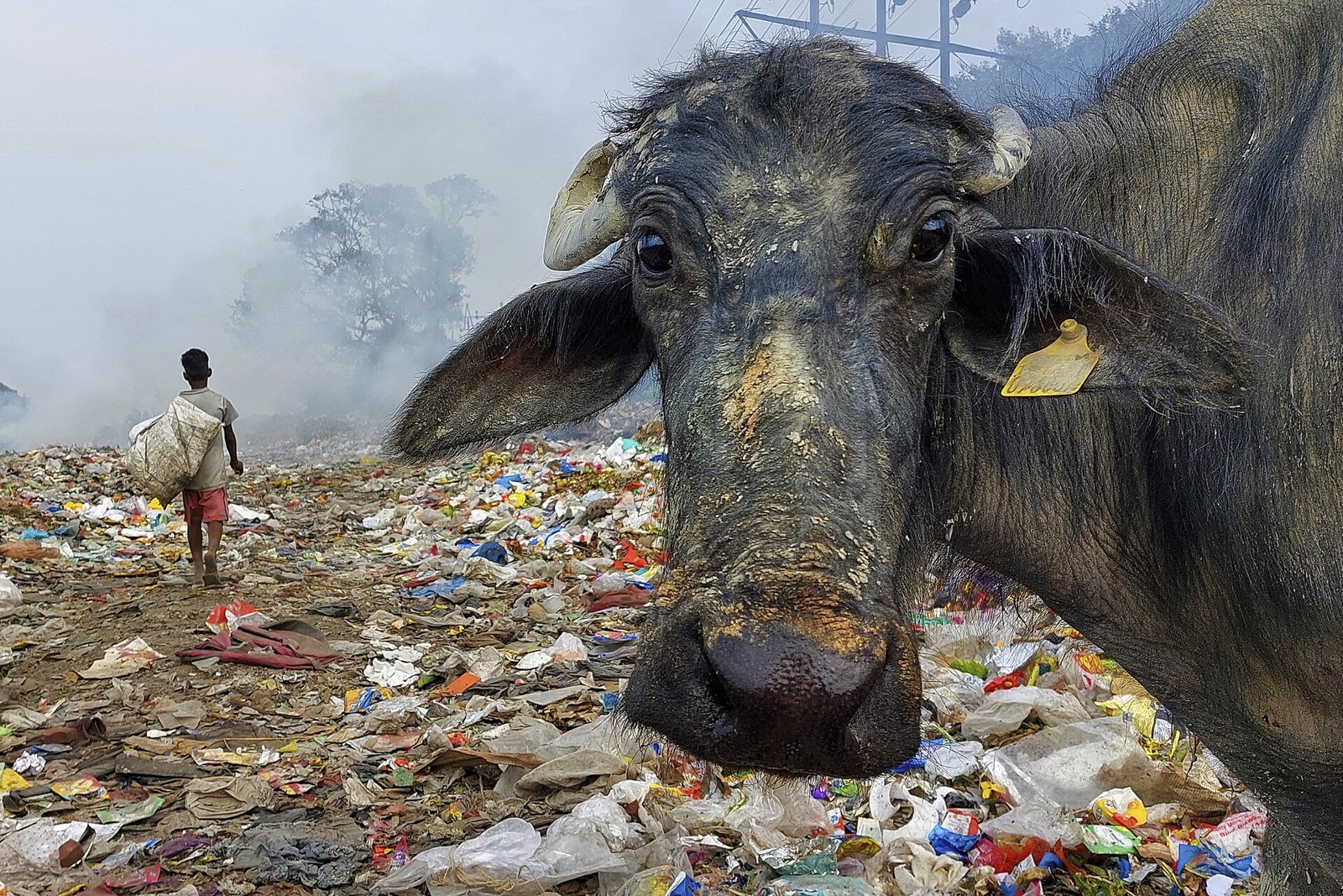 Water buffalo and scavenger in a sprawling garbage dump under smoke